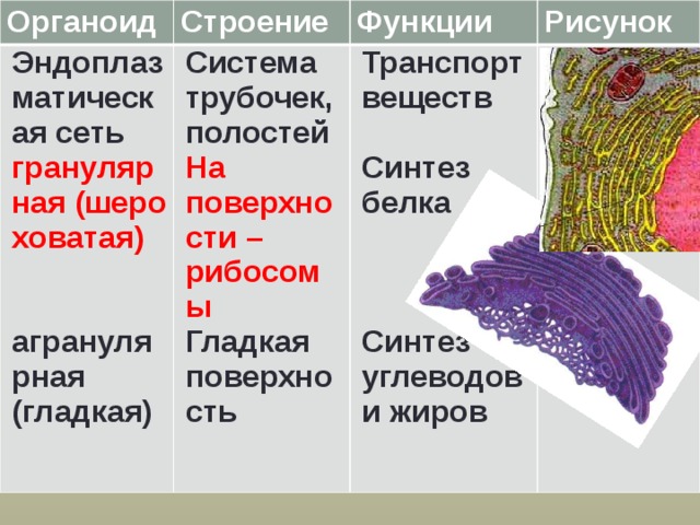 Органоид Строение Эндоплазматическая сеть Система трубочек, полостей Функции гранулярная (шеро Транспорт веществ  На поверхности – рибосомы Рисунок ховатая) Гладкая поверхность   Синтез белка агранулярная (гладкая) Синтез углеводов и жиров   