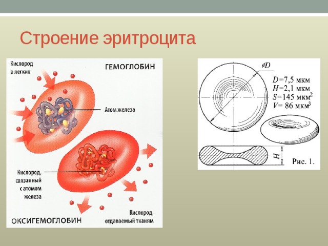 Строение эритроцита 