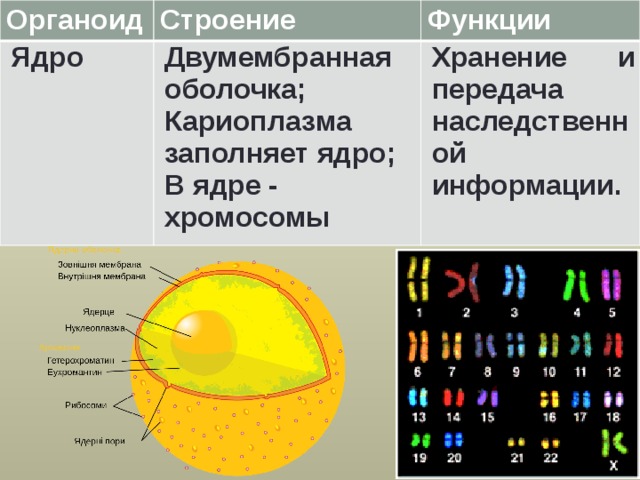 Органоид Строение Ядро Функции Двумембранная оболочка; Кариоплазма заполняет ядро; Хранение и передача наследственной информации. В ядре - хромосомы 