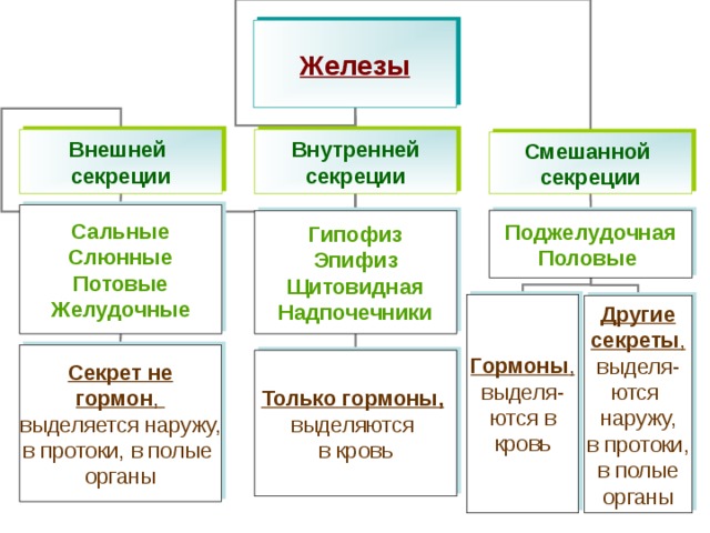 Железы Внешней секреции Внутренней секреции Смешанной секреции Сальные Слюнные Потовые Желудочные Поджелудочная Половые Гипофиз Эпифиз Щитовидная Надпочечники Гормоны , выделя- ются в кровь Другие секреты , выделя- ются наружу, в протоки,  в полые органы Секрет не гормон , выделяется наружу, в протоки, в полые органы Только гормоны,  выделяются в кровь 