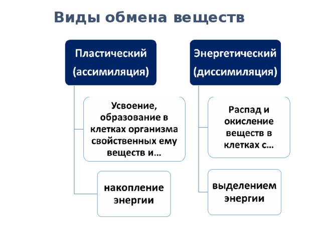 Установите соответствие характеристики обмена веществ