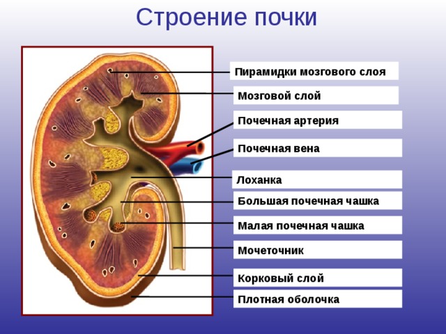 Строение почки Пирамидки мозгового слоя Мозговой слой Почечная артерия Почечная вена Лоханка Большая почечная чашка Давайте рассмотри строение почки. *Снаружи почка покрыта плотной оболочкой из соединительной ткани. * Под капсулой расположен корковый слой почек *Ниже – мозговой слой, *состоящий из пирамидок *Пирамидки открываются в малые почечные чашки *Малые чашки впадают в большие почечные чашки *А те открываются в почечную лоханку. Вспомните, что такое лохань? (Вид корыта). В лоханку поступает моча, которая затем движется по мочеточникам в сторону мочевого пузыря. Маленькое отступление. Что такое лоханка мы уже выяснили. А что такое лох? Это вид кустарников, их выращивают как декоративные растения и медоносы. Теперь вы знаете значение слов лох и лоханка и, надеюсь не будете использовать их в качестве ругательства? Кровь для фильтрации *поступает в почки по почечной артерии, а очищенная кровь собирается в *почечную вену. Малая почечная чашка Мочеточник Корковый слой Плотная оболочка 11 