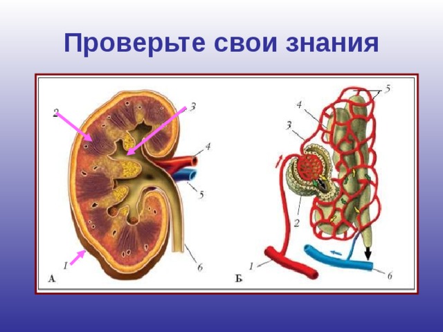 Проверьте свои знания 1. Что обозначено номерами 1-6 на рисунке А? (1. корковый слой 2. мозговой слой 3. почечная лоханка 4. почечная артерия 5. почечная вена 6. мочеточник) 2.Опишите работу нефрона по следующему плану: а) Как плазма крови попадает в каналец нефрона? б) Какие вещества содержатся в плазме? в) Почему клетки крови и белки не могут попасть в почечный каналец? г) Какие вещества остаются в канальце, а какие всасываются обратно в кровь?  