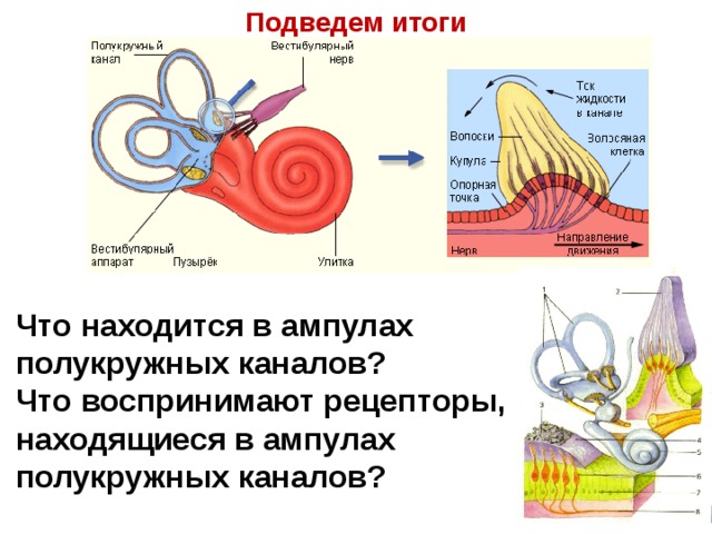 Рецепторы слухового анализатора расположены