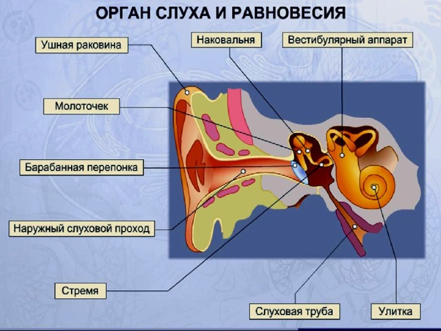 Внутреннее ухо 1) улитка, где находятся слуховые рецепторы, 2) орган равновесия ( или  вестибулярный аппарат ) – а)преддверие, б)три полукружных канала (статолит, статоцист – рецепторы равновесия), 3) костный лабиринт , внутри которого 4) перепончатый лабиринт . Эндолимфа  – это жидкость, которая находится внутри перепончатого лабиринта. Перилимфа  - это жидкость, которая находится в щели между костным и перепончатым лабиринтом). 