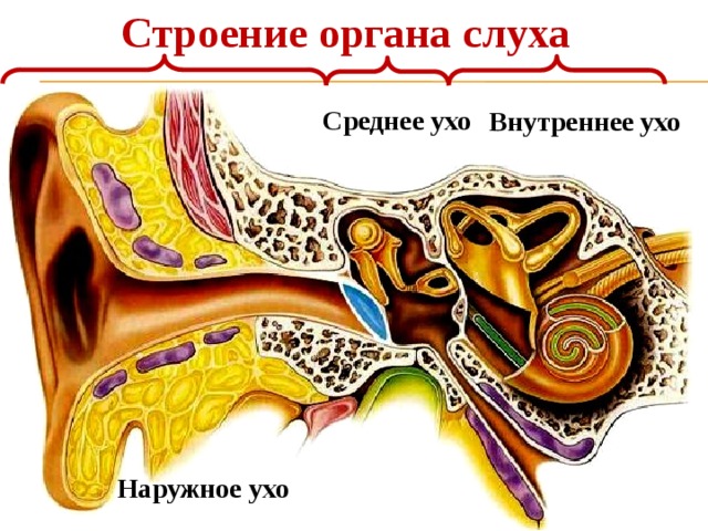 Строение органа слуха Среднее ухо Внутреннее ухо Наружное ухо 