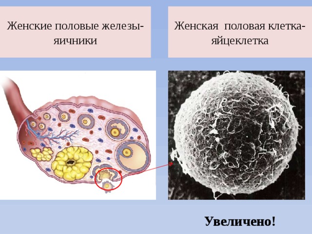 Женские половые железы- яичники Женская половая клетка- яйцеклетка Увеличено! 