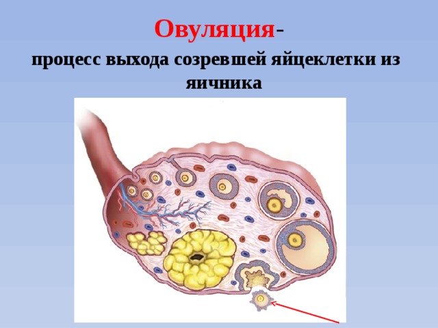 Овуляция - процесс выхода созревшей яйцеклетки из яичника 
