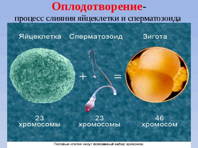 Оплодотворение -  процесс слияния яйцеклетки и сперматозоида  