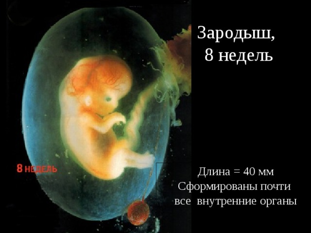 Зародыш,  8 недель Длина = 40 мм Сформированы почти все внутренние органы 