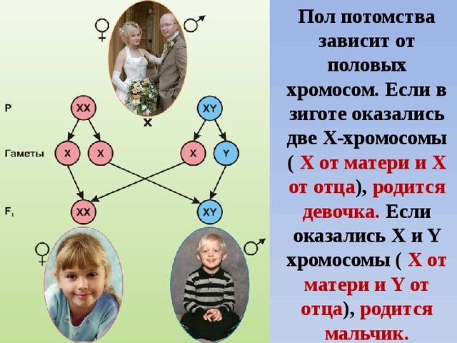 Пол потомства зависит от половых хромосом. Если в зиготе оказались две X-хромосомы ( X от матери и X от отца ), родится девочка. Если оказались X и Y хромосомы ( X от матери и Y от отца ), родится мальчик. 