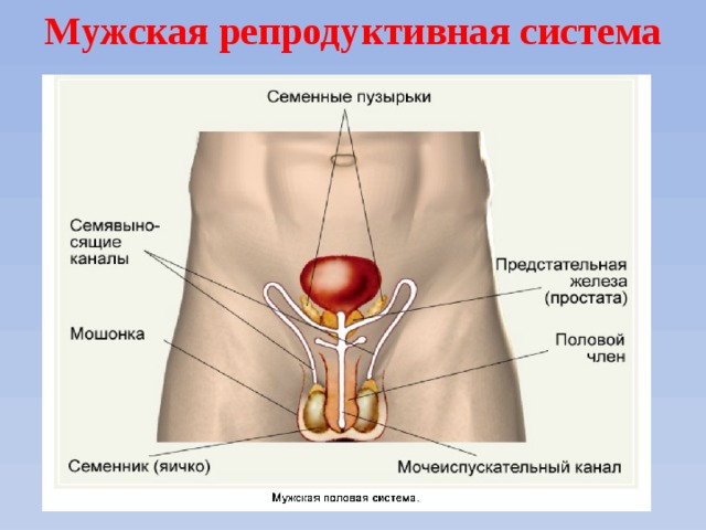 Мужская репродуктивная система 