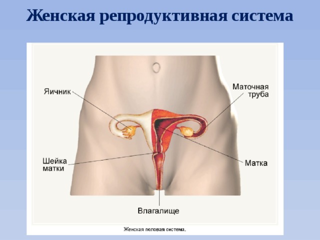 Женская репродуктивная система 