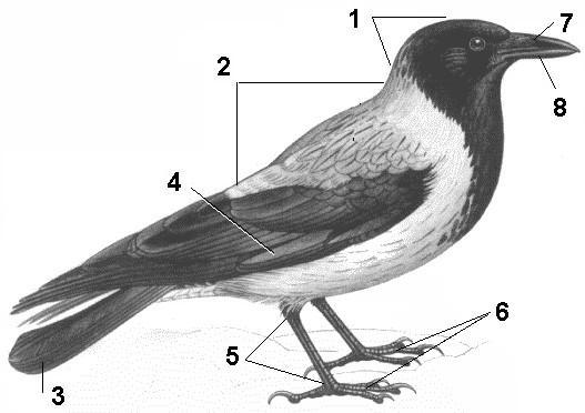 Схема внешнего строения птицы подпишите основные части тела