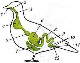 Картинка пищеварительная система птиц