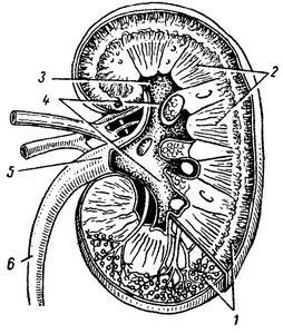 Строение почки рисунок егэ