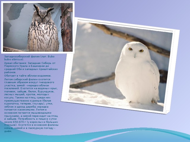 Западносибирский филин (лат. Bubo bubo sibiricus). Ареал обитания: Западная Сибирь от Пермского Урала и Башкирии до средней Оби и западных приалтайских районов. Обитает в тайге вблизи водоемов. Летом сибирский филин охотится главным образом вокруг гнездового участка, зимой - нередко вблизи поселений. Охотится на водяных крыс, полевок, зайцев, белок, бурундуков, лесных мышей, кротов, молодых косуль. Также на птиц, среди них преимущественно куриные (белая куропатка, тетерев, глухарь), утки, зяблик и дрозд деряба; изредка питается насекомыми. Летом в основном питается мышевидными грызунами, а зимой переходит на птиц и зайцев. Потребность в пище в сутки около 650-670 г (у взрослых и больших птенцов). Охотятся в основном филины ночью, зимой и в пасмурную погоду - днём.