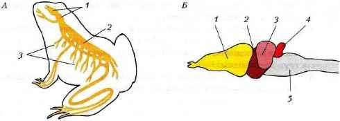 Рисунок мозга земноводных