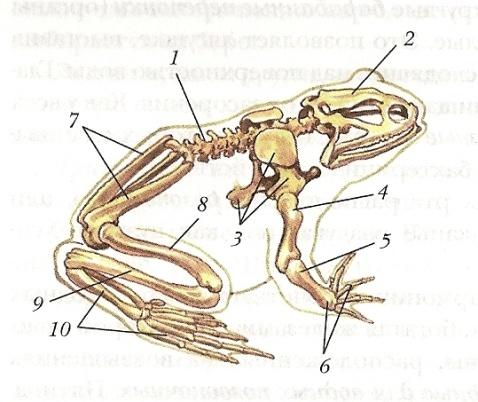 Кости ноги лягушки