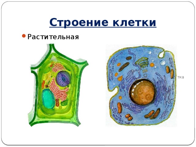 Строение клетки Растительная клетка Животная клетка 