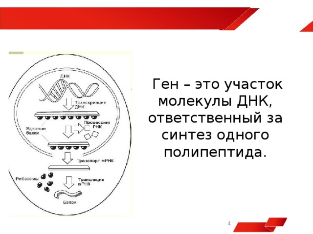  Ген – это участок молекулы ДНК, ответственный за синтез одного полипептида.   
