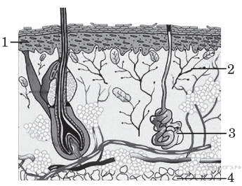 Строение кожи 8 класс биология тест. Строение кожи. Строение кожи черно белое. Строение кожи без подписей. Структура кожи обозначенная цифрами.