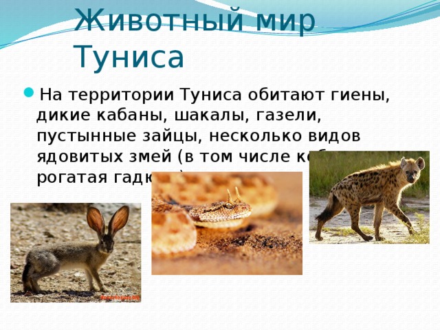 Тунис проект для 2 класса