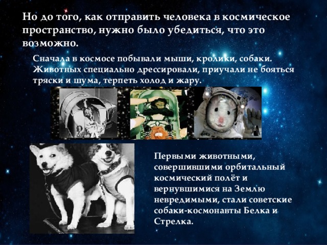 Напиши кто первым побывал в космосе. Животные которые побывали в космосе. Собаки космонавты. Животные побывавшие в космосе до человека. Собаки-космонавты которые первыми побывали в космосе.