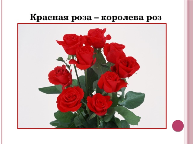Красная роза – королева роз 