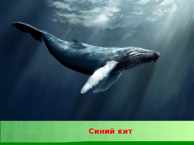 Синий кит 