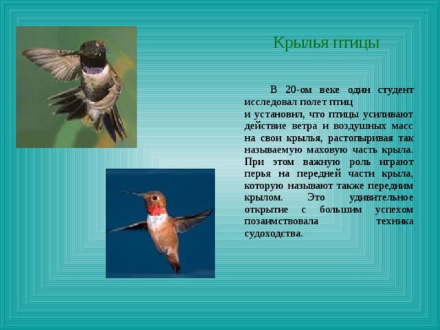  Крылья птицы  В 20-ом веке один студент исследовал полет птиц и установил, что птицы усиливают действие ветра и воздушных масс на свои крылья, растопыривая так называемую маховую часть крыла. При этом важную роль играют перья на передней части крыла, которую называют также передним крылом. Это удивительное открытие с большим успехом позаимствовала техника судоходства. 