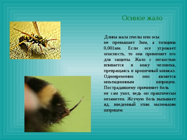  Осиное жало  Длина жала пчелы или осы не превышает 3мм, а толщина 0,001мм. Если осе угрожает опасность, то она применяет его для защиты. Жало с легкостью впивается в кожу человека, превращаясь в крошечный кинжал. Одновременно оно является инъекционным шприцем. Пострадавшему причиняет боль не сам укол, ведь он практически незаметен. Жгучую боль вызывает яд, введенный этим маленьким шприцем. 