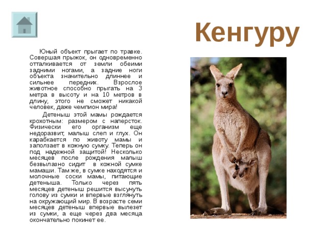 Кенгуру архив. Сумка кенгуру животное. Сообщение о животном кенгуру. Кенгуру характеристика.