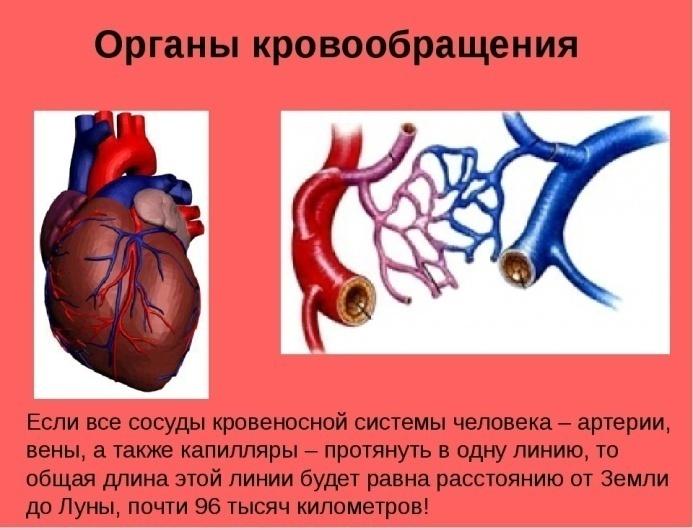 Сосуды сердца презентация