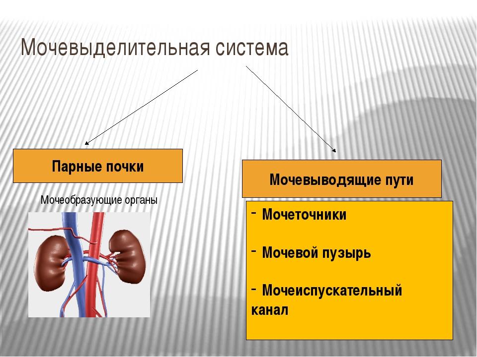 Презентация по теме заболевания мочевыделительной системы