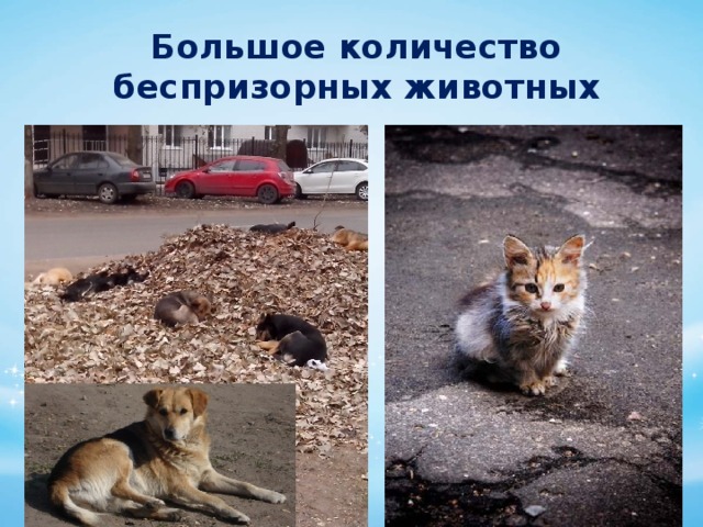 Большое количество беспризорных животных 