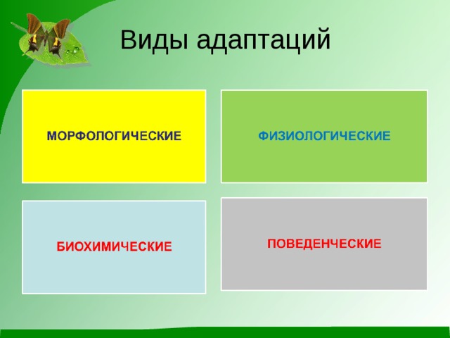 Какие виды адаптации. Виды адаптации. Виды адаптации морфологическая физиологическая. К видам адаптации относят. Виды адаптаций поведенческая морфологическая физиологическая.