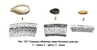 Клетки подсолнечника