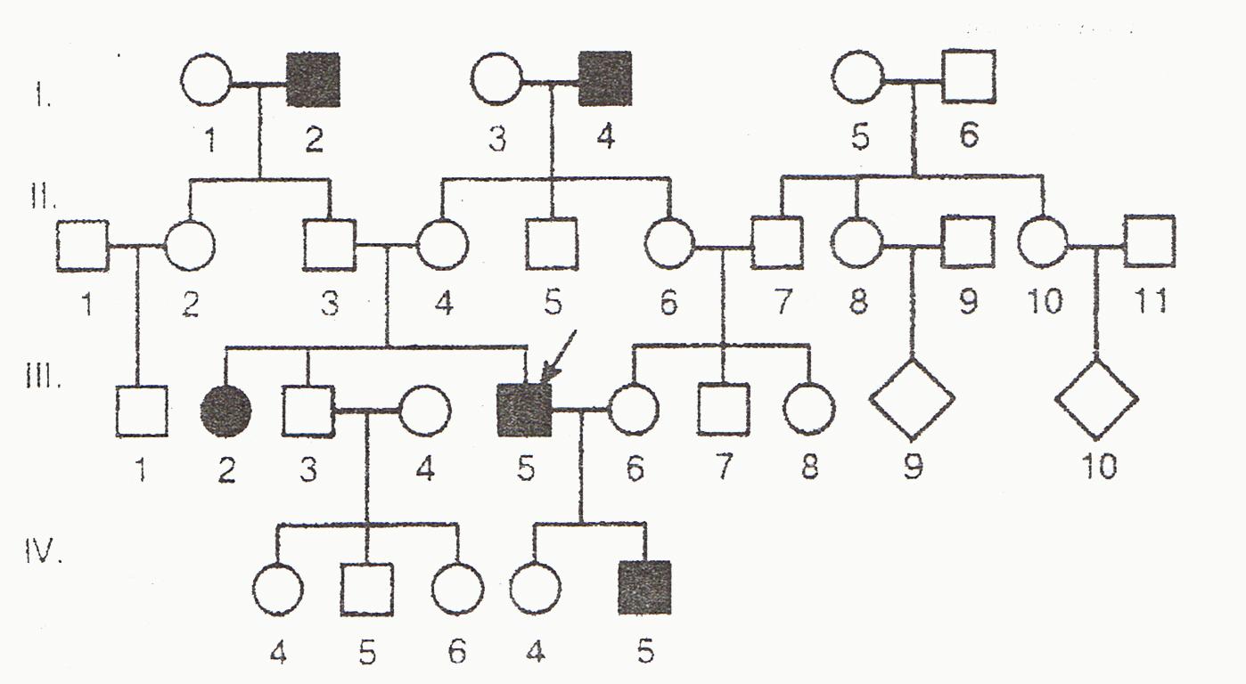 Родословная по генетике 4 поколения