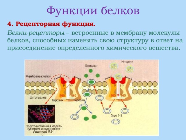 Функции белков  4. Рецепторная функция.  Белки-рецепторы – встроенные в мембрану молекулы белков, способных изменять свою структуру в ответ на присоединение определенного химического вещества.  