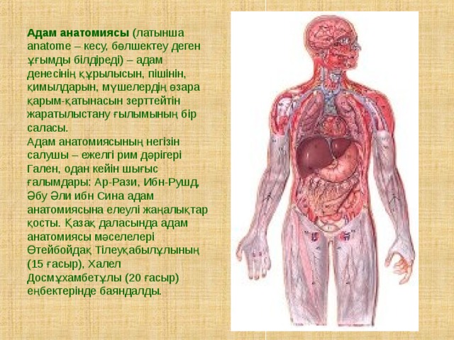 Адам анатомиясы презентация