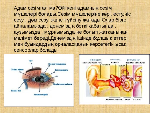 Сезім мүшелері презентация