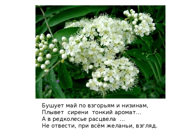 25 мая день. 25 Мая народный календарь. Епифанов день народный праздник. Епифанов день, Рябиновка.