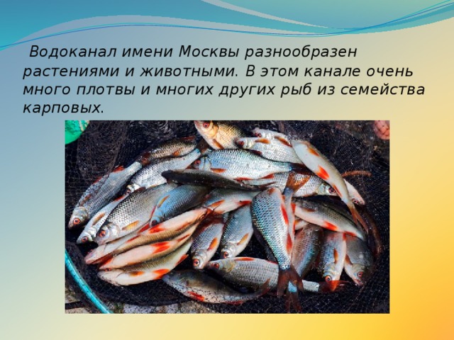  Водоканал имени Москвы разнообразен растениями и животными. В этом канале очень много плотвы и многих других рыб из семейства карповых.   