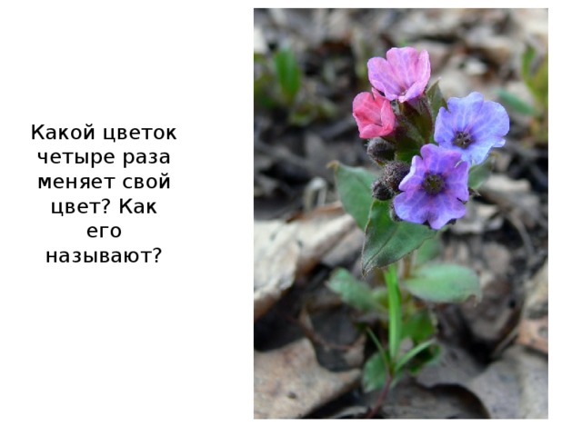 Какой цветок меняет цвет. Растения меняющие цвет. Медуница. Цветок который меняет окраску. Какой цветок меняет цвет 4 раза.