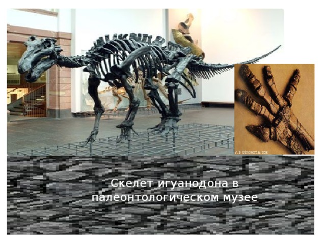 Скелет игуанодона в палеонтологическом музее 