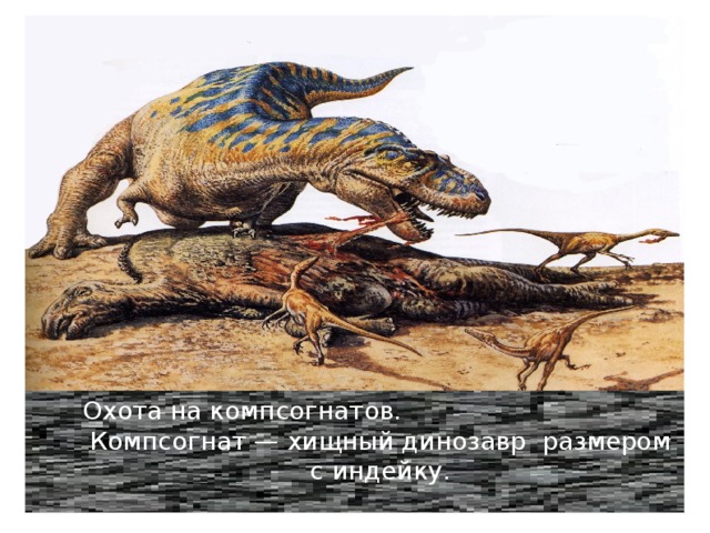 Охота на компсогнатов. Компсогнат — хищный динозавр размером с индейку. 
