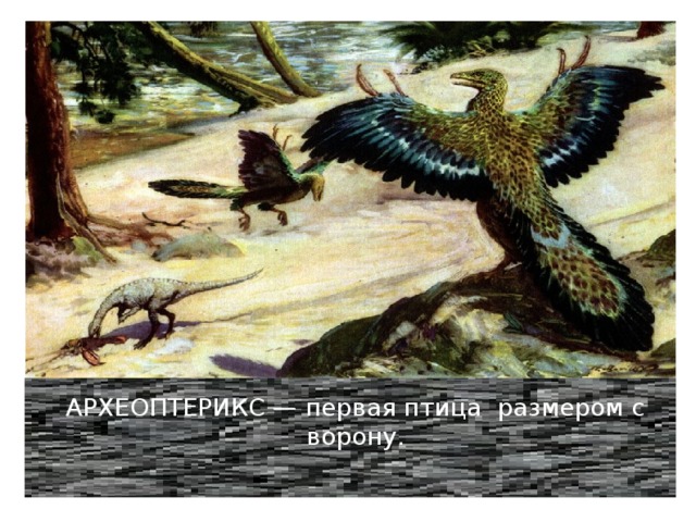 АРХЕОПТЕРИКС — первая птица размером с ворону. 