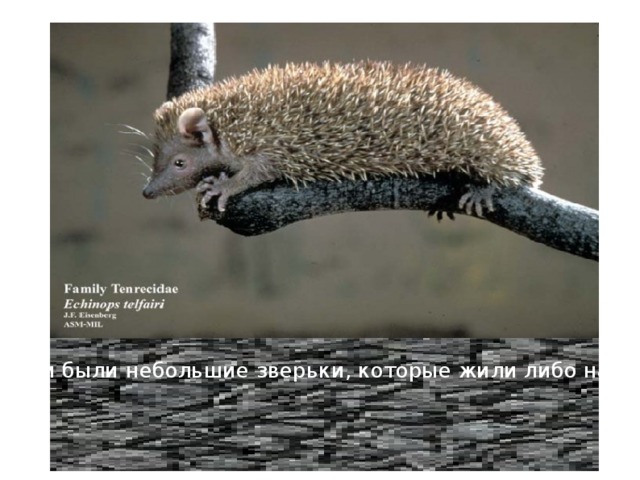 Первыми млекопитающими были небольшие зверьки, которые жили либо на земле, либо на деревьях. 
