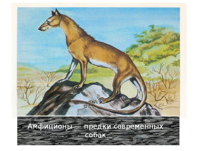 Амфиционы — предки современных собак 